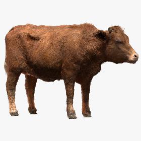Cow (Rigged) 3D model